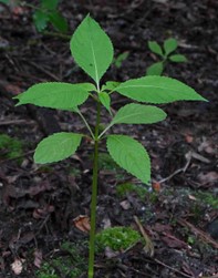 photograph of balsam not in bloom