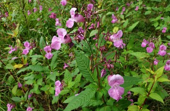 photogrpah of balsam in bloom