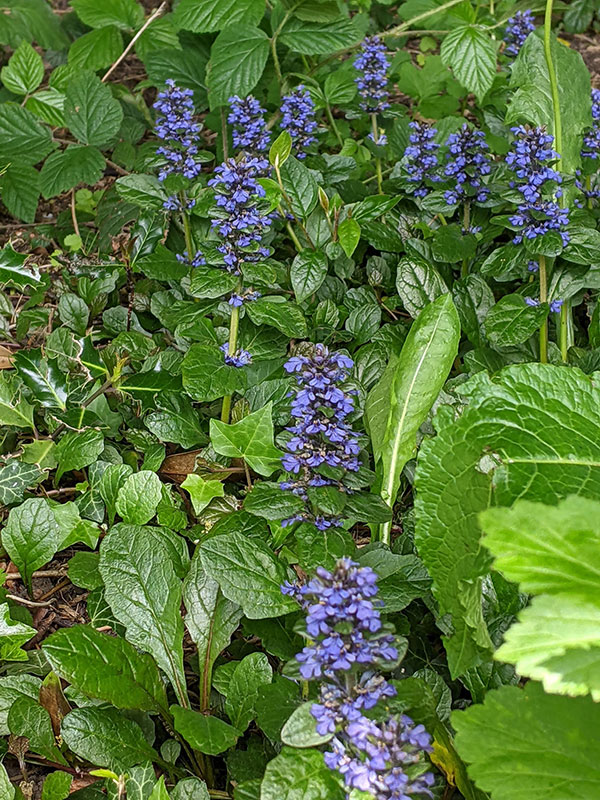 Ajuga reptans