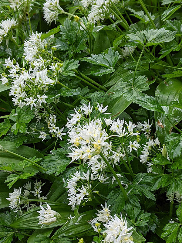 Allium ursinum