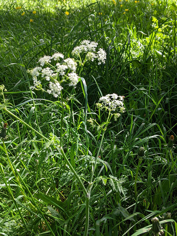 Anthriscus sylvestris