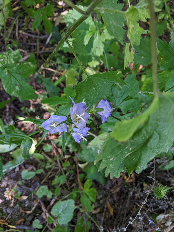 Campanula
