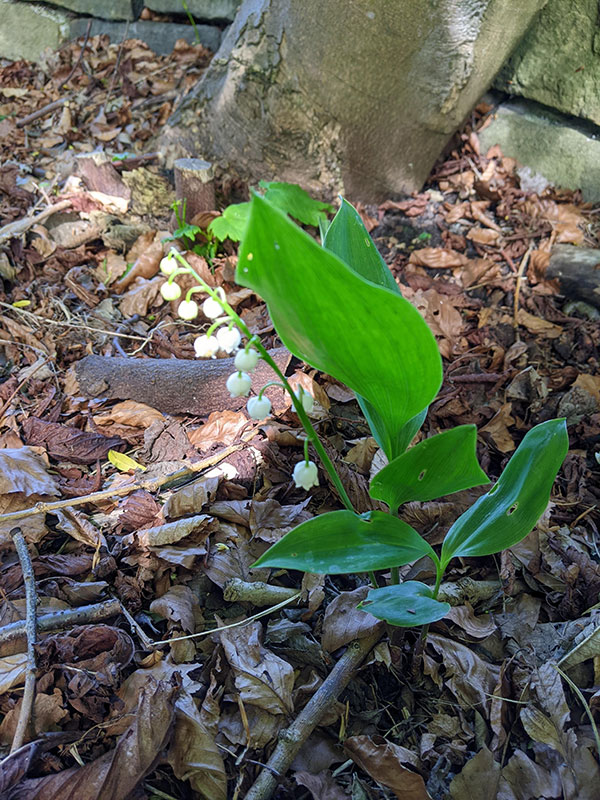 Convallaria majalis
