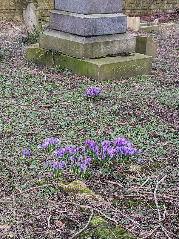 Crocus vernus
