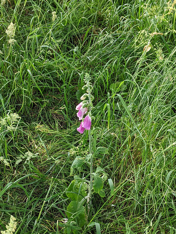 Digitalis purpurea