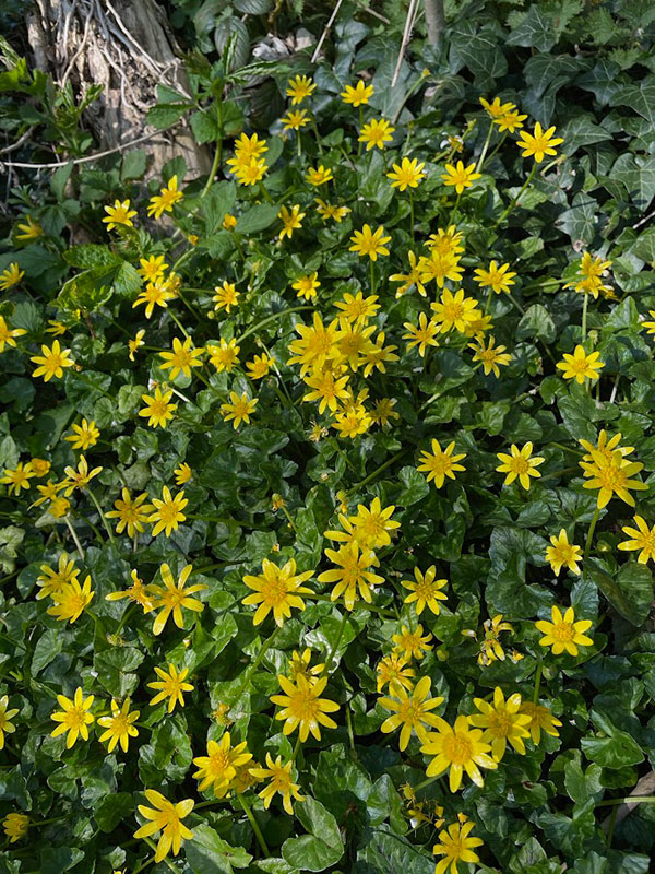Ficaria verna