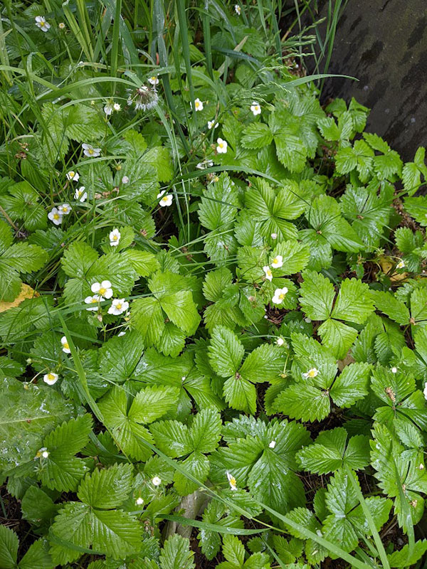 Fragaria vesca flowers