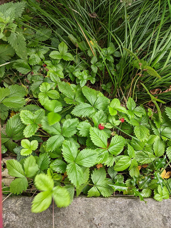 Fragaria vesca