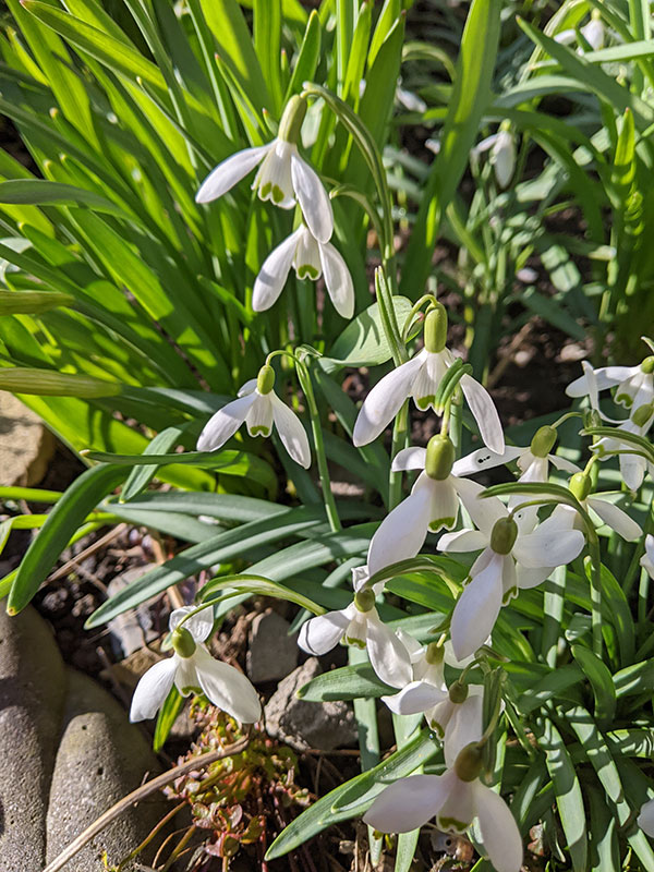 Galanthus nivalis