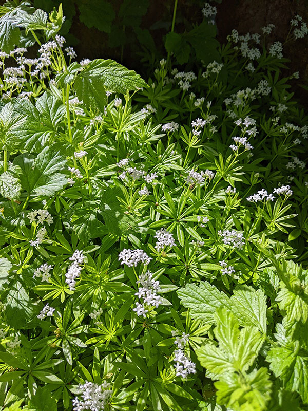 Galium odoratum