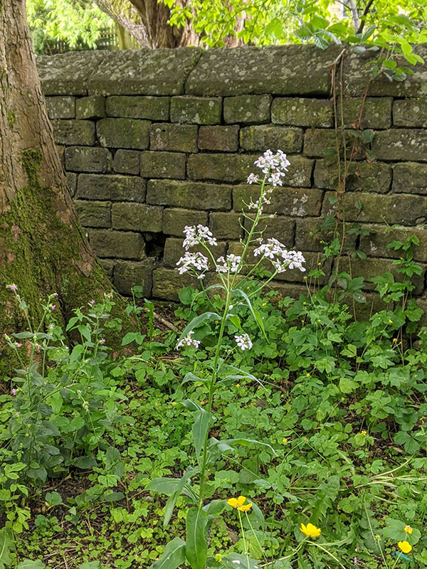 Hesperis matronalis