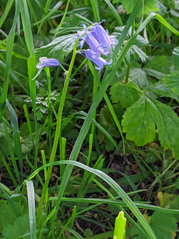 Hyacinthoides non-scripta
