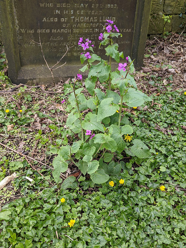 Lunaria annua