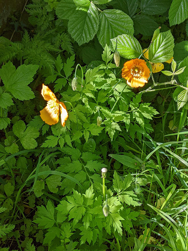 Papaver cambricum