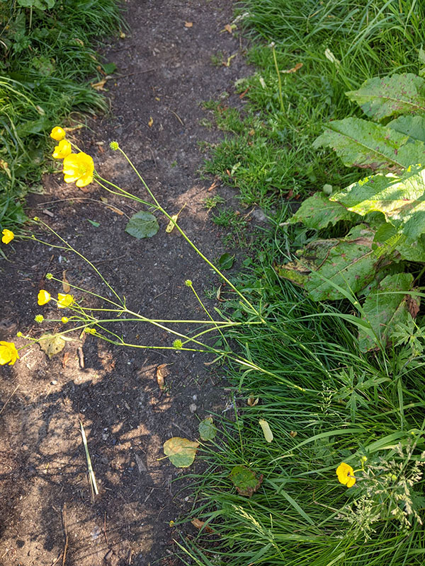 Ranunculus acris