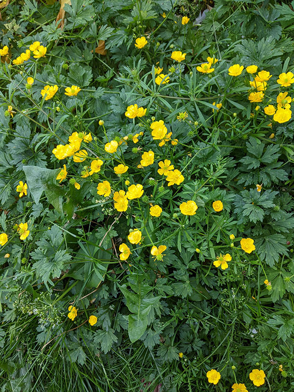 Ranunculus repens