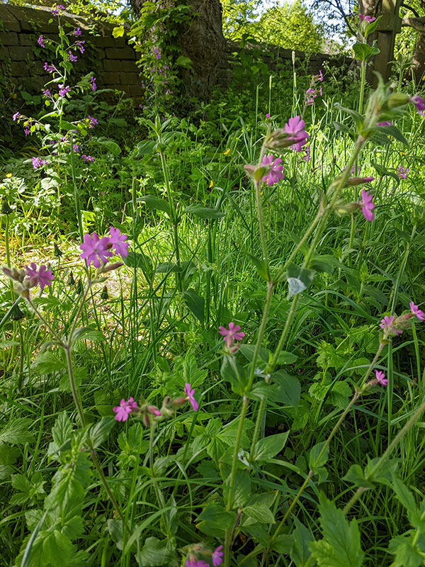 Silene dioica