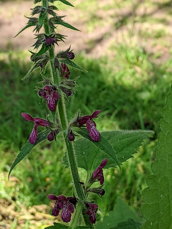 Stachys sylvatica