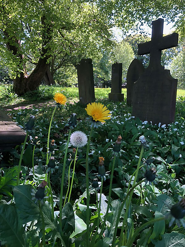 Taraxacum officinale