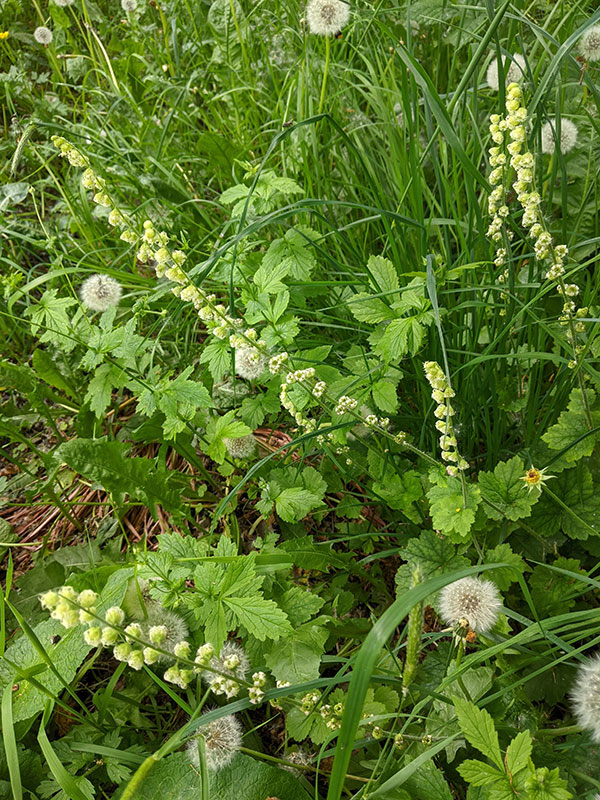 Tellima grandiflora