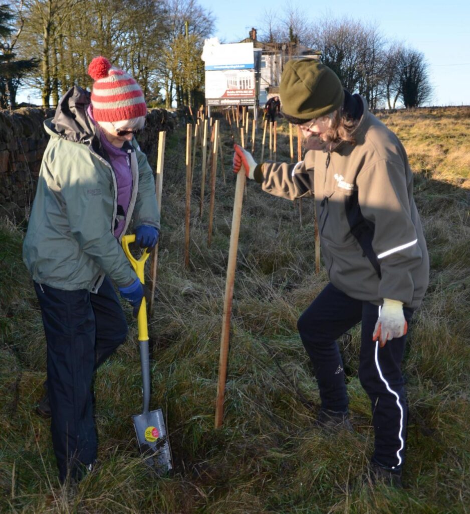 trees planting