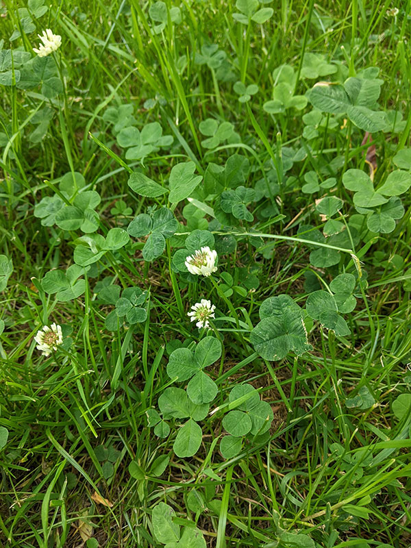 Trifolium repens