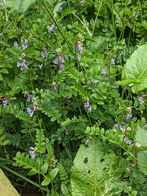 Vicia sativa