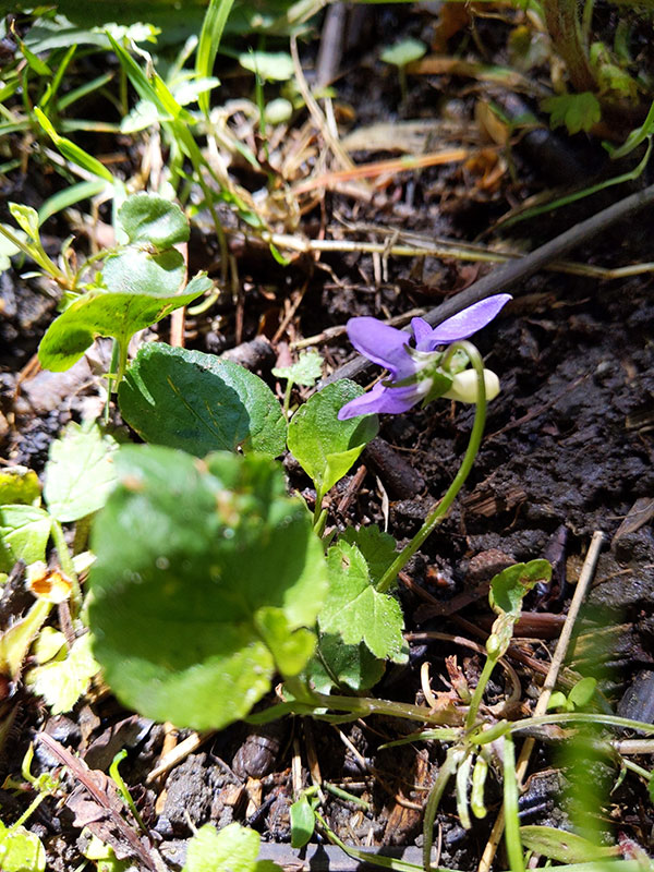 Viola odorata