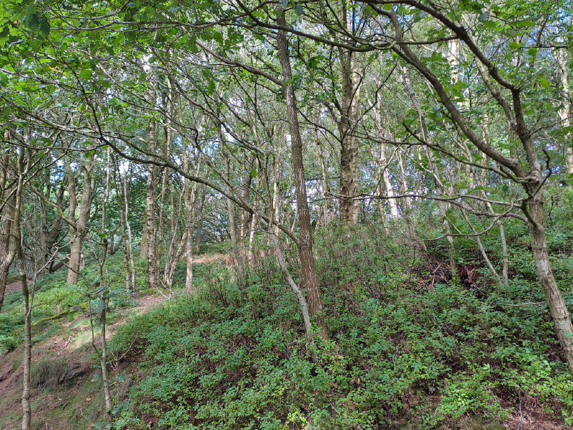 Bilberry overshadowed by birch