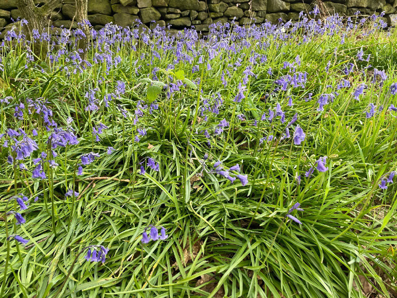 Bluebells