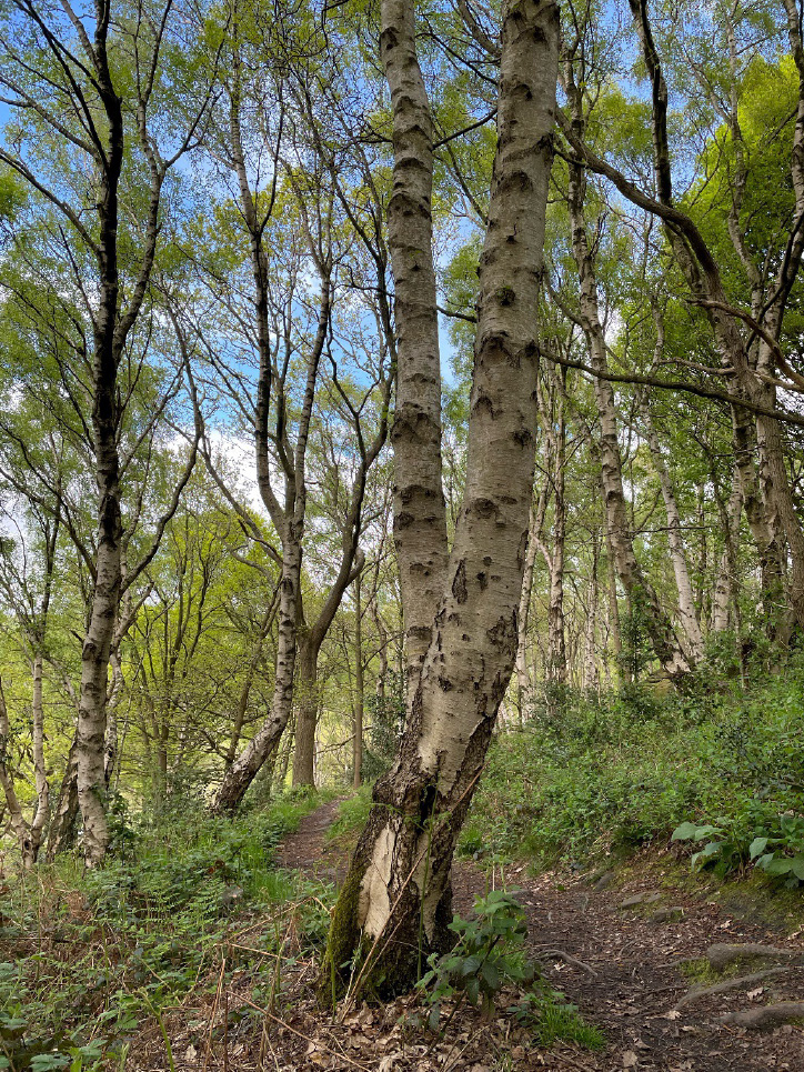 Downy Birch