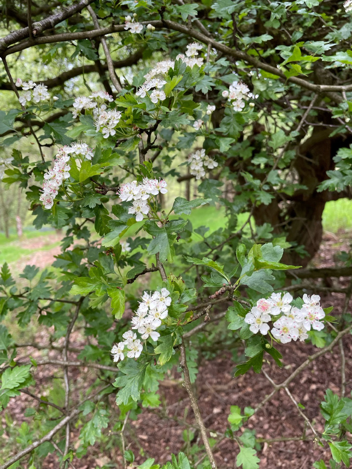 Hawthorn
