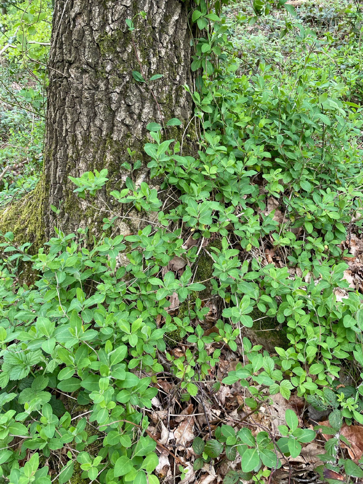 Honeysuckle