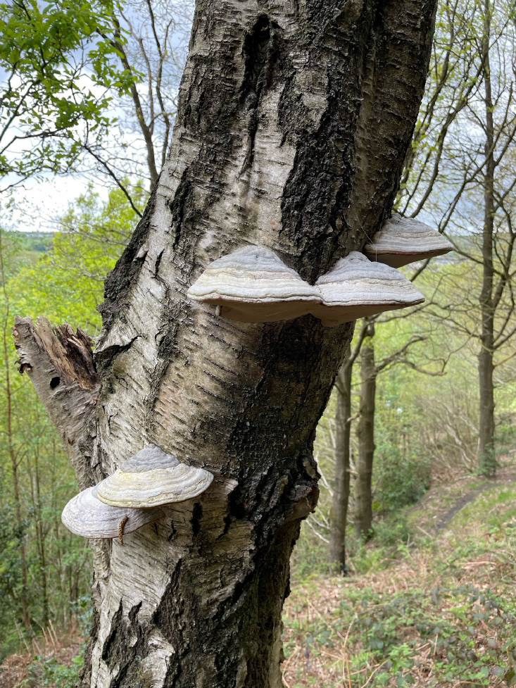Hoof fungus