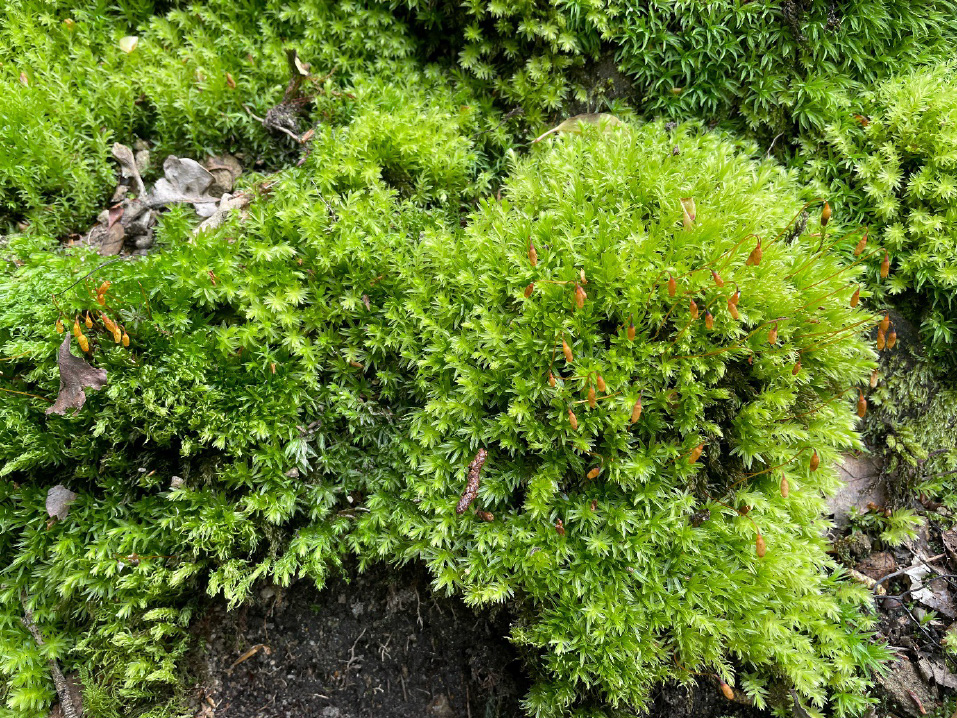 Moss