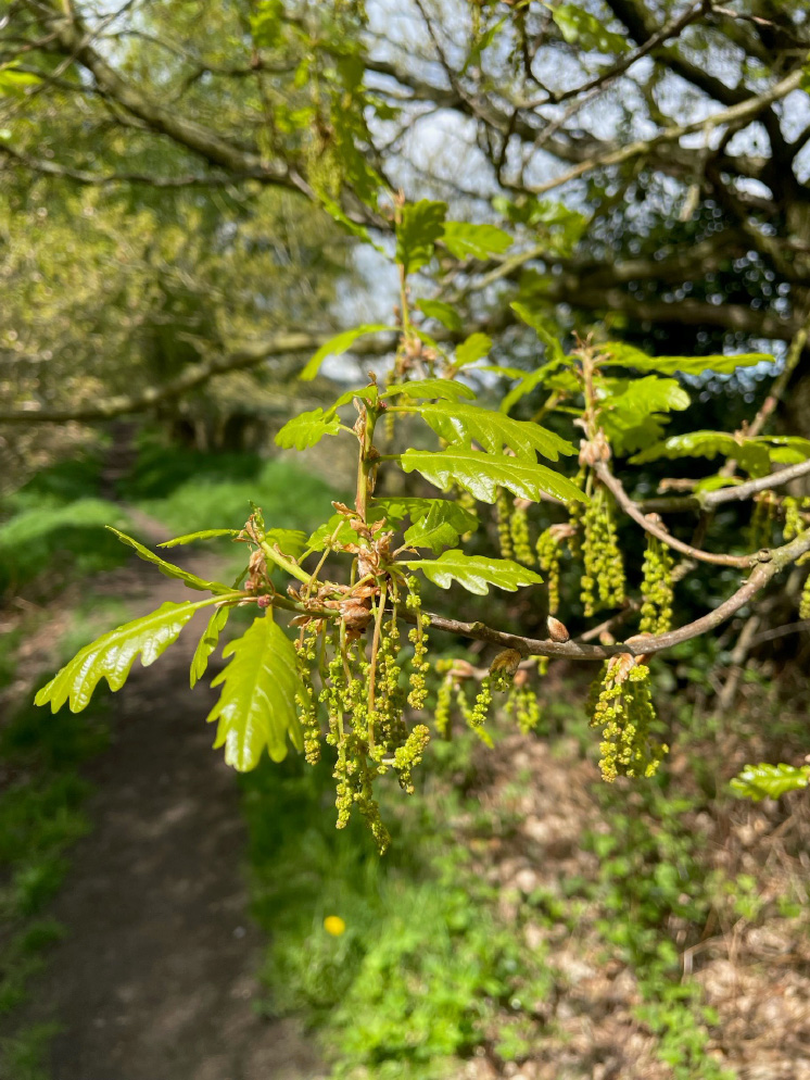 Oak