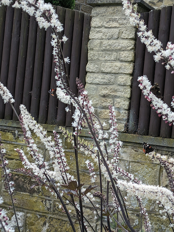 Actaea with red admirals 2nd shady area