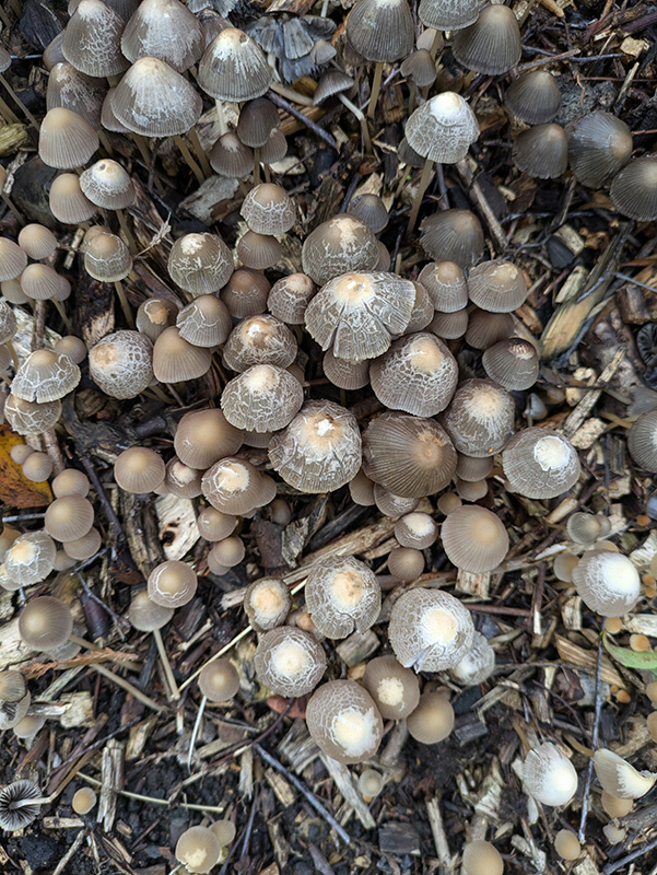 Agaric Fungus left shrub bed (Bowling Green)
