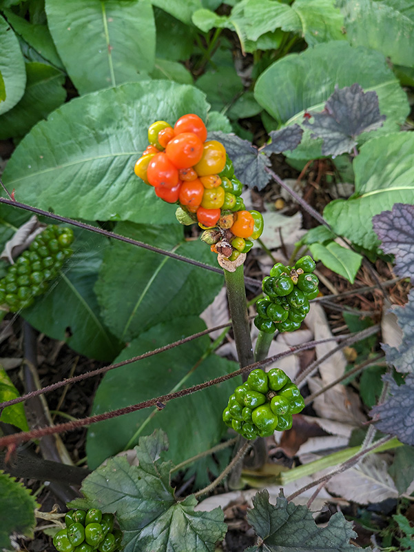 Arum, Lords & Ladies