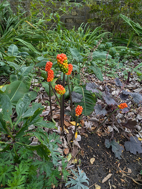 Arum in first shady flower bed