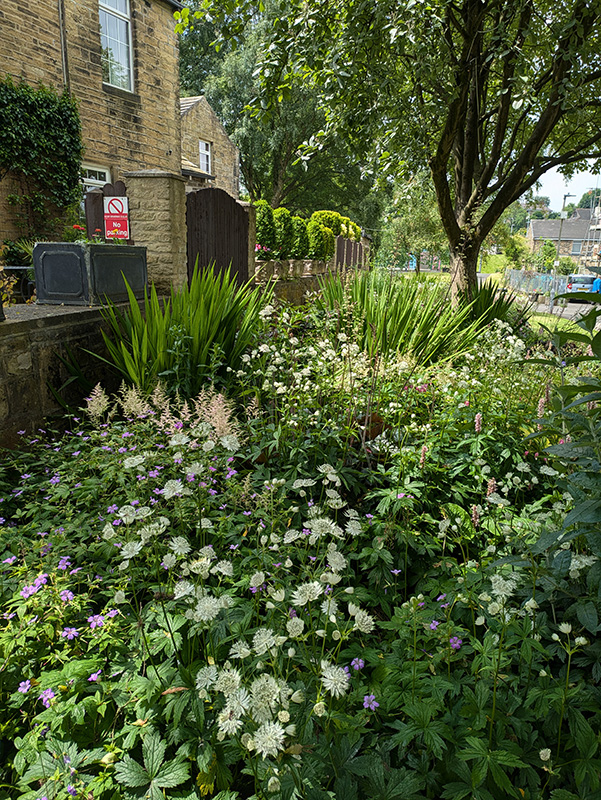 Astrantia major, Astilbe, Crocosmia, persicaria