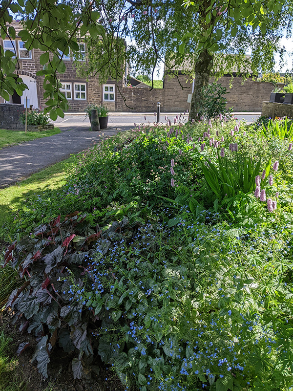 Brunnera and heuchera