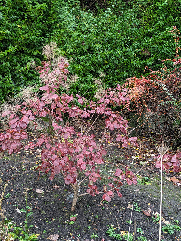 Cotinus centre shrub bed
