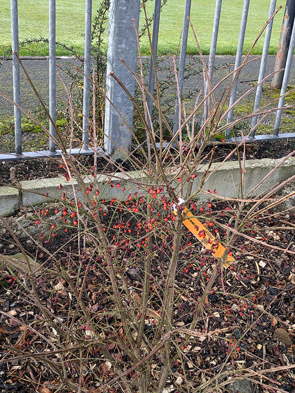 Euonymus alatas (Left) Bowling Green Shrub bed