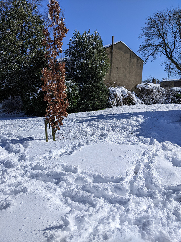 Fastigated Beech Tree