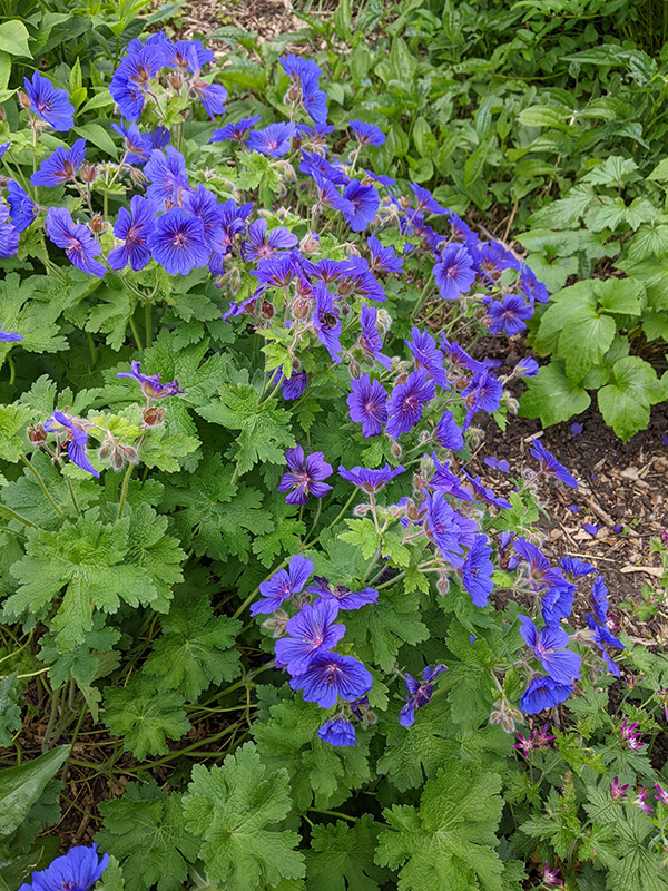 Geranium (cranesbill) Johnson Blue