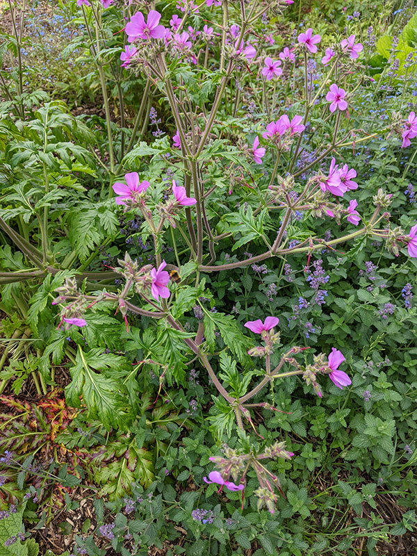 Geranium palmatum 1st semi sunny bed