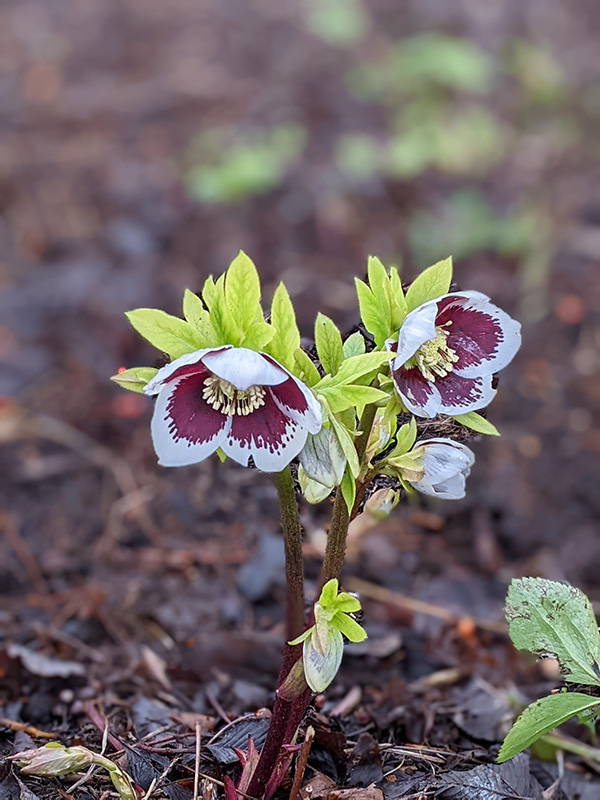 Hellebore Harvington white speckled 1st shady flower bed