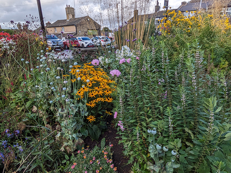 Leonurus (motherwort) on right with cosmos and Rudbeckii and poppy heads