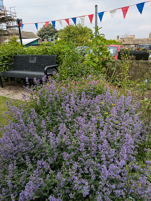 Nepata Catmint, Geranium oxonianum